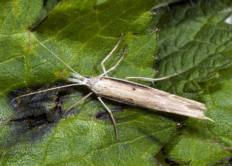 Ypsolopha mucronella - Ypsolophidae